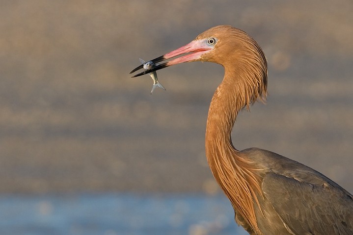 Rtelreiher Egretta rufescens Reddish Egret